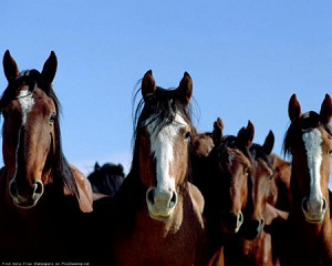 Аренда лошадей в Алматы Алматы